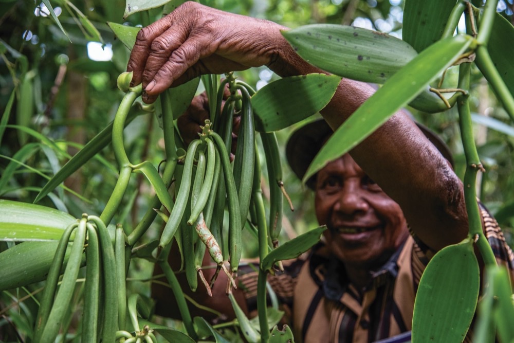 Madagascar grower hand-harvesting fresh green vanilla pods from the vine