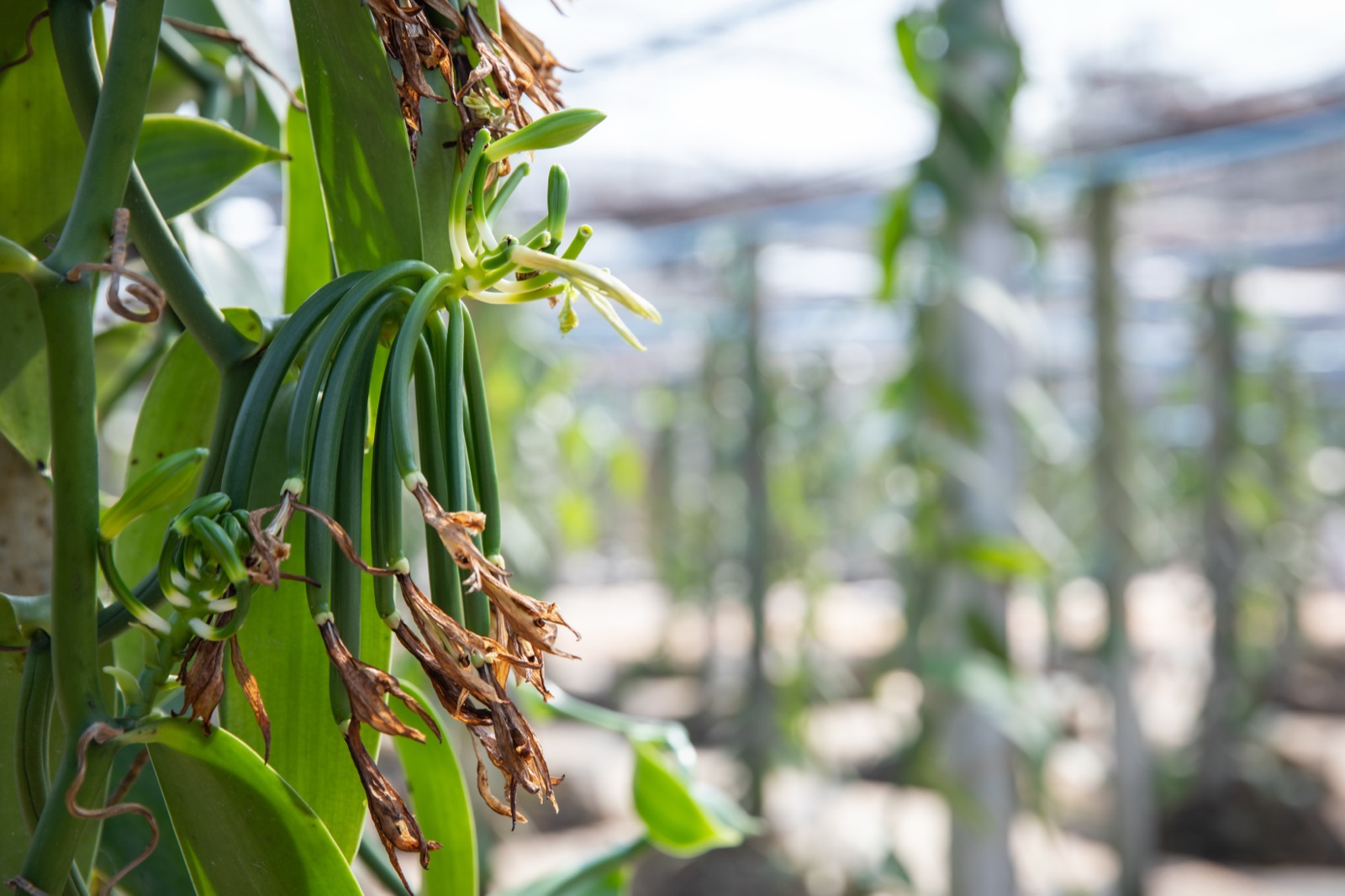 Vanilla farm in Madagascar's SAVA region